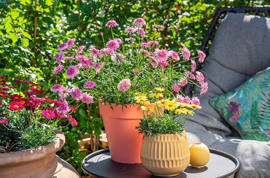 blomstrende uteområde i sommer