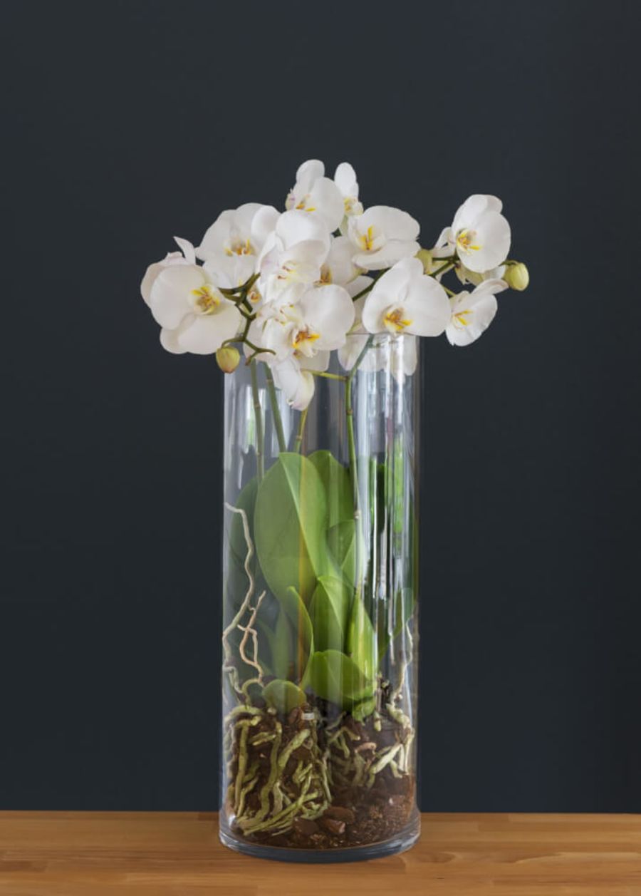 DIY: Plant orkideene i glassvase interflora norge
