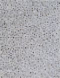 Exquisite Rugs Natural Hide Hair On Hide 4059 Silver Area Rug