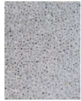 Exquisite Rugs Natural Hide Hair On Hide 4059 Silver Area Rug