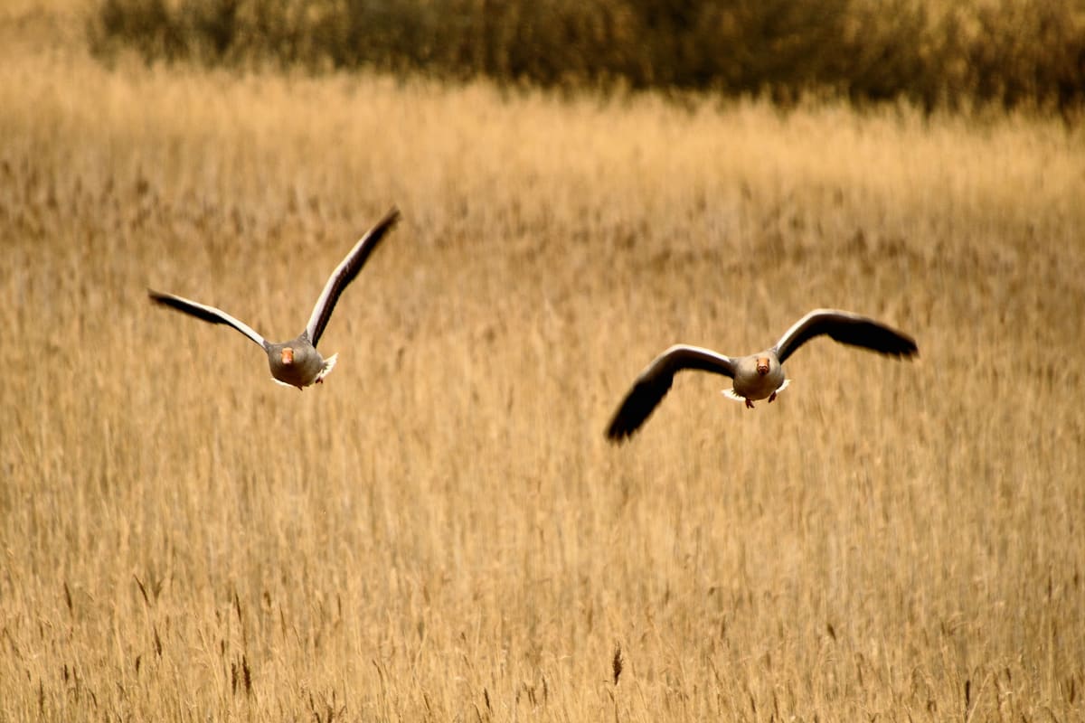 RSPB Minsmere
