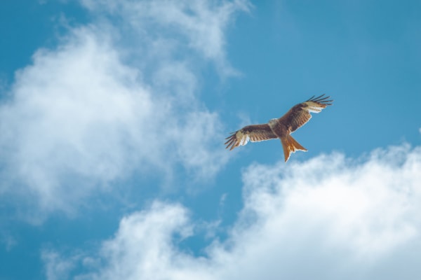 Wild Run Cotswolds - Image gallery