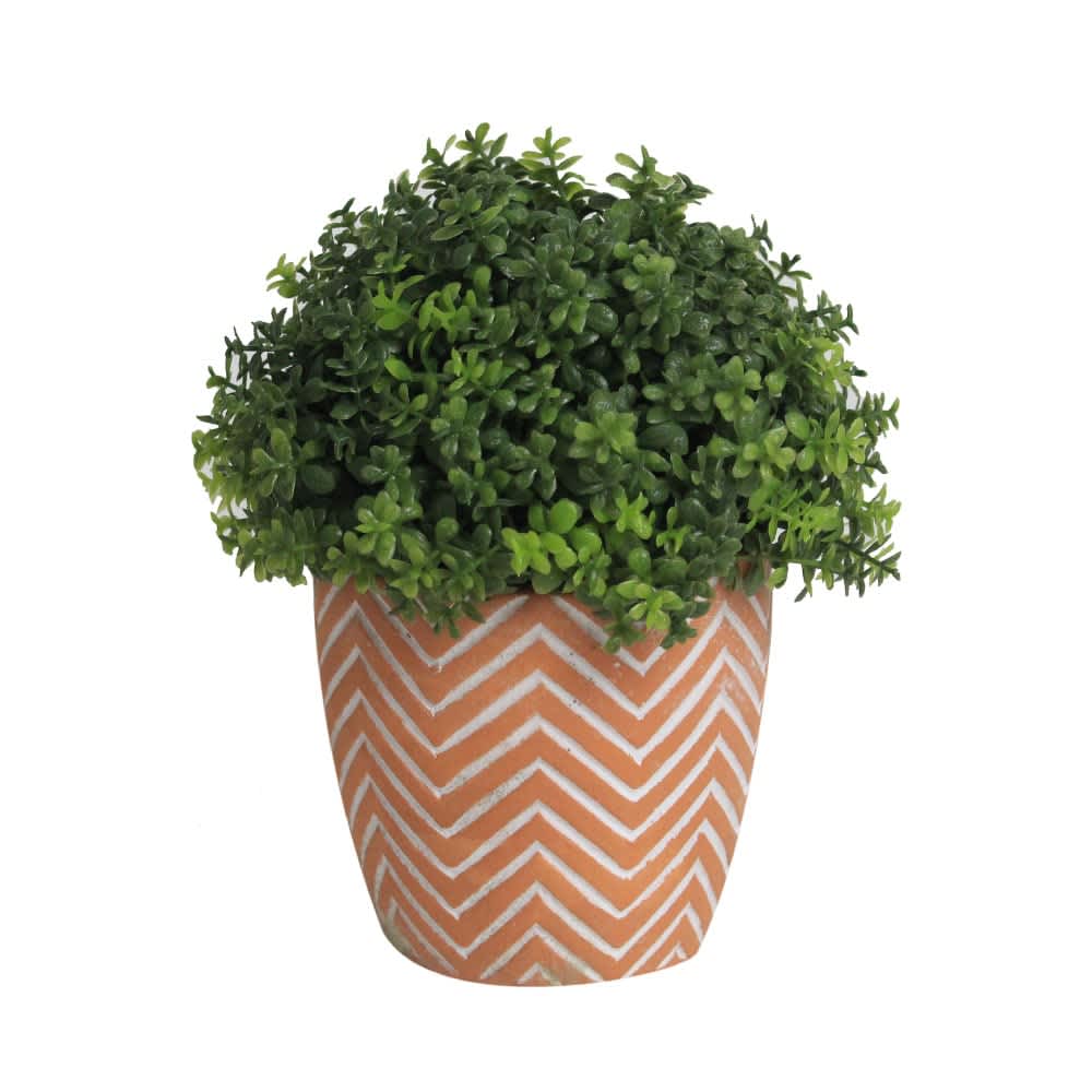 Купить Комнатные Цветы На Куфаре В Беларуси