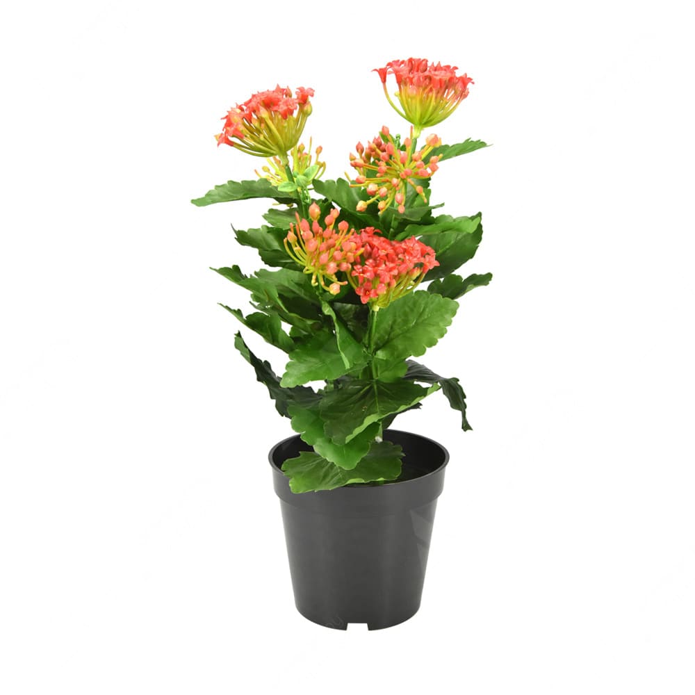 Jual Kris Garden Bunga Artifisial Dengan Pot Kalanchoe Merah Original Ace