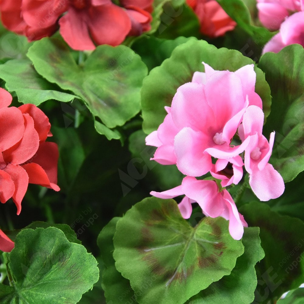 300 Wallpaper Bunga Geranium 300 Wallpaper Bunga Geranium