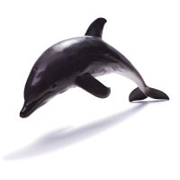 Gambar Recur Figure Dolphin