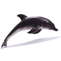 Gambar Recur Figure Dolphin