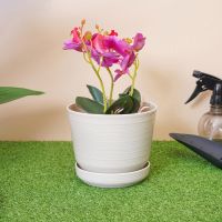 Gambar Clover 15.5 Cm Pot Tanaman Dengan Alas B155 - Krem