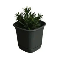 clover-14-cm-pot-tanaman-persegi---hijau-tua