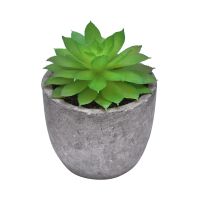 Gambar Ataru 7 Cm Tanaman Artifisial Echeveria Dengan Pot Round Cmt