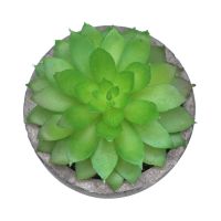 Gambar Ataru 7 Cm Tanaman Artifisial Echeveria Dengan Pot Round Cmt