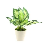 tanaman-artifisial-dieffenbachia-26-cm