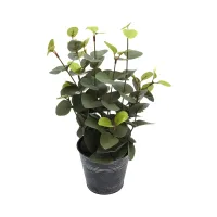 informa-tanaman-artifisial-eucalytus-dengan-pot-g2-34-cm---hijau-tua