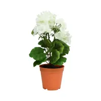 arthome-bunga-artifisial-dengan-pot---putih