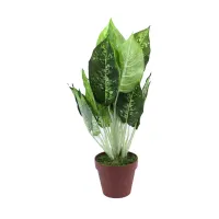 tanaman-artifisial-dieffenbachia