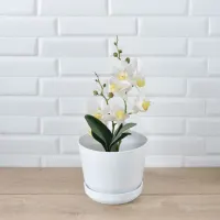 clover-15.5-cm-pot-tanaman-athena---putih