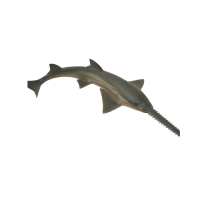 collecta-figure-sawfish-88659