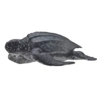 collecta-figure-leatherback-sea-turtle-88680