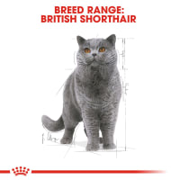 royal-canin-85-gr-makanan-kucing-adult-basah-british-shorthair-adult