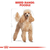 royal-canin-1.5-kg-makanan-anjing-kering-adult-poodle