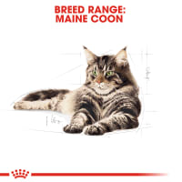 royal-canin-2-kg-makanan-kucing-adult-maine-coon