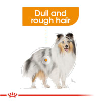 royal-canin-85-gr-makanan-anjing-adult-coat-care