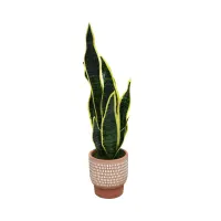 informa-180-cm-tanaman-artifisial-sansevieria-dengan-pot-gr