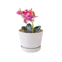 clover-15.5-cm-pot-tanaman-dengan-alas-b155---krem