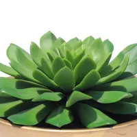 informa-tanaman-artifisial-lotus-in-pot-58g-16.5x9.7-cm