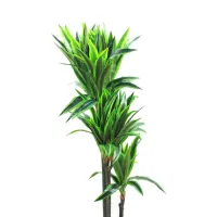 informa-tanaman-artifisial-120-cm-dracaena-reflexa