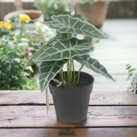 arthome-tanaman-artifisial-leaf-dengan-pot-random