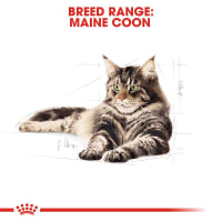 royal-canin-85-gr-makanan-kucing-basah-adult-maine-coon