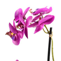 Gambar Arthome 34 Cm Bunga Artifisial Orchid Soil - Fuscia