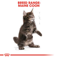 Gambar Royal Canin 2 Kg Makanan Kucing Kering Kitten Maine Coon