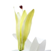 Gambar Informa 74 Cm Tanaman Artifisial Lily Stem - Putih