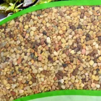 fishland-batu-pasir-dekorasi-2-4-mm-5-kg---kuning