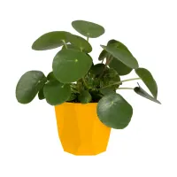 elho-b-for-rock-pot-tanaman-18-cm---kuning