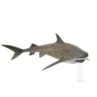 collecta-figure-tiger-shark-88661