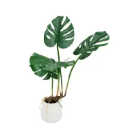 informa-tanaman-artifisial-monstera-13x13x62-cm---hijau