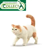 collecta-figure-exotic-shorthair-88937