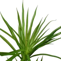 arthome-140-cm-tanaman-artifisial-dracaena