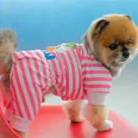 doggy-dolly-ukuran-xxl-baju-pajamas-anjing-stripe---pink