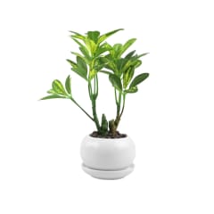 tanaman-artifisial-schefflera-dengan-pot-24-cm