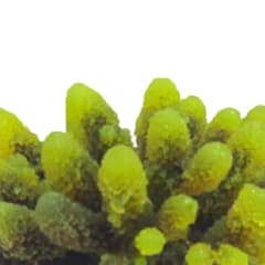 hiasan-akuarium-coral-fluorescent-428