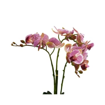 Jual Arthome 50 Cm Bunga  Artifisial Anggrek  Phalaenopsis 