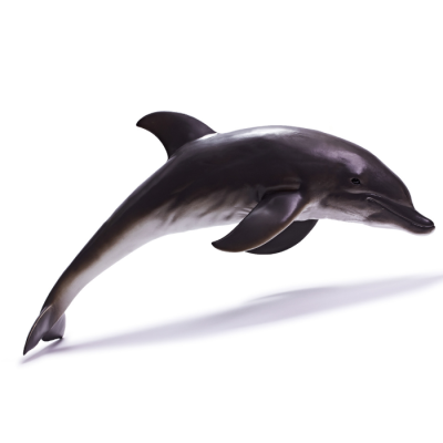 Gambar Recur Figure Dolphin