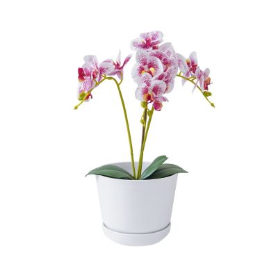 Gambar Clover 21 Cm Pot Tanaman Dengan Saucer - Putih