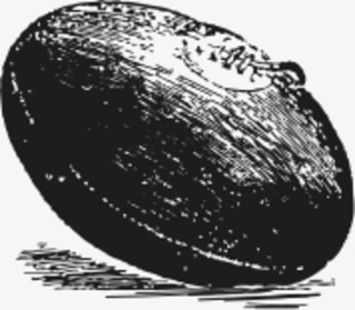 Rugby Ball