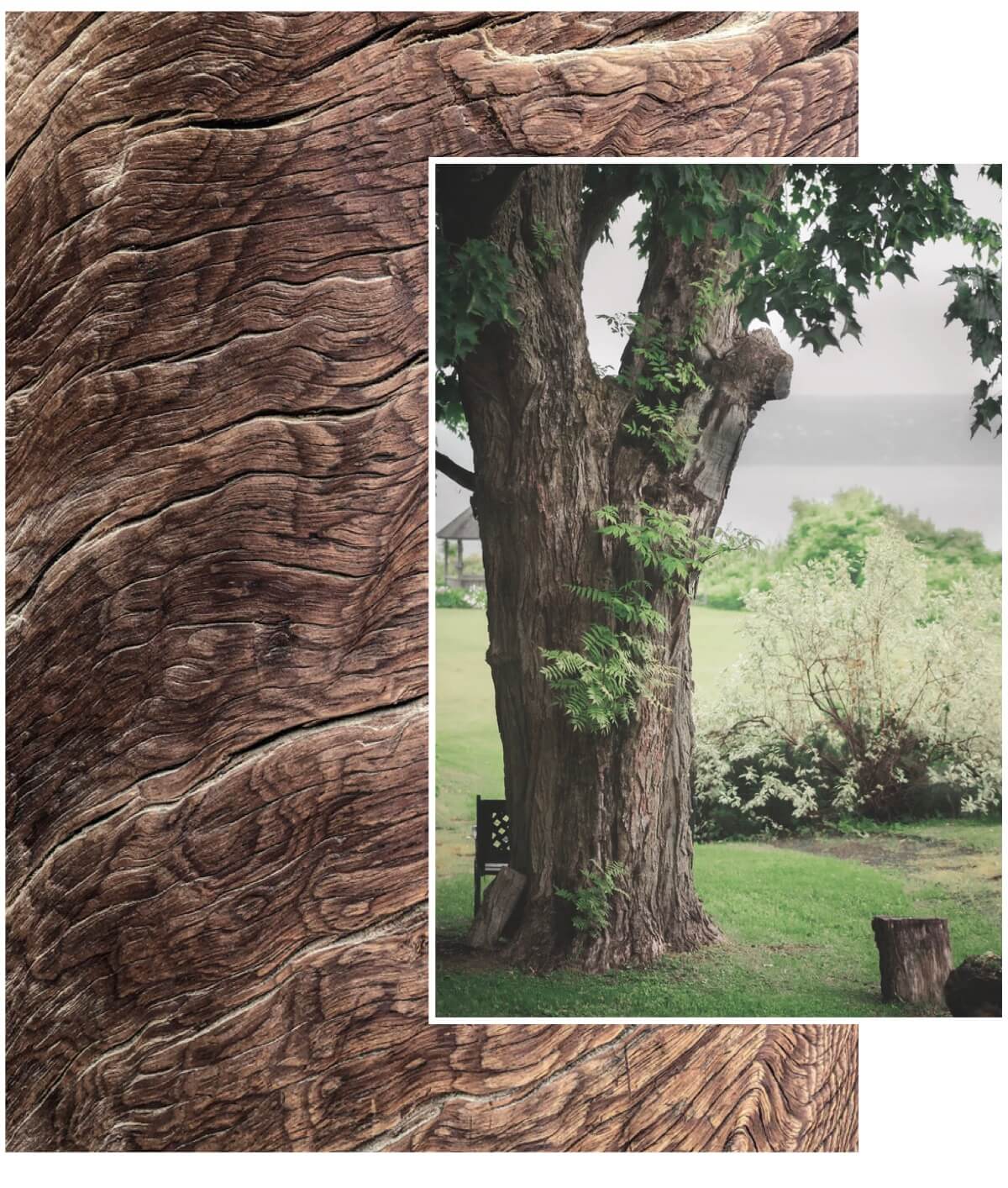 New Live Edge Door