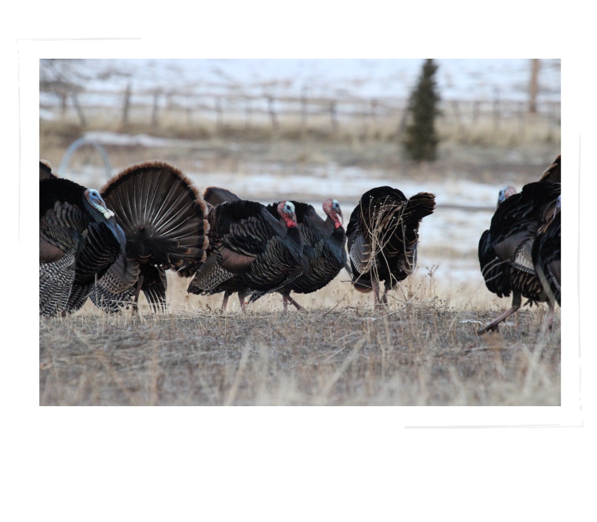 Happy Thanksgiving
